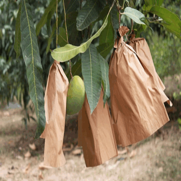 Mango Fruit Protection Bags